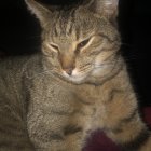 Tabby Cat Close-Up with Green Eyes and Open Mouth on Dark Background