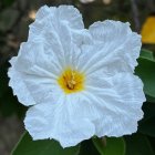 Detailed painting of white flower with ruffled petals, yellow center, surrounded by green foliage.