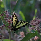 Yellow and Black Butterfly on Pink Flowers in Lush Greenery