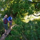 Couple strolling through enchanting forest with vibrant flora