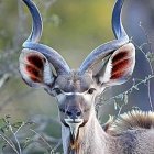 Fantasy creature with multiple horns and red eyes in misty forest