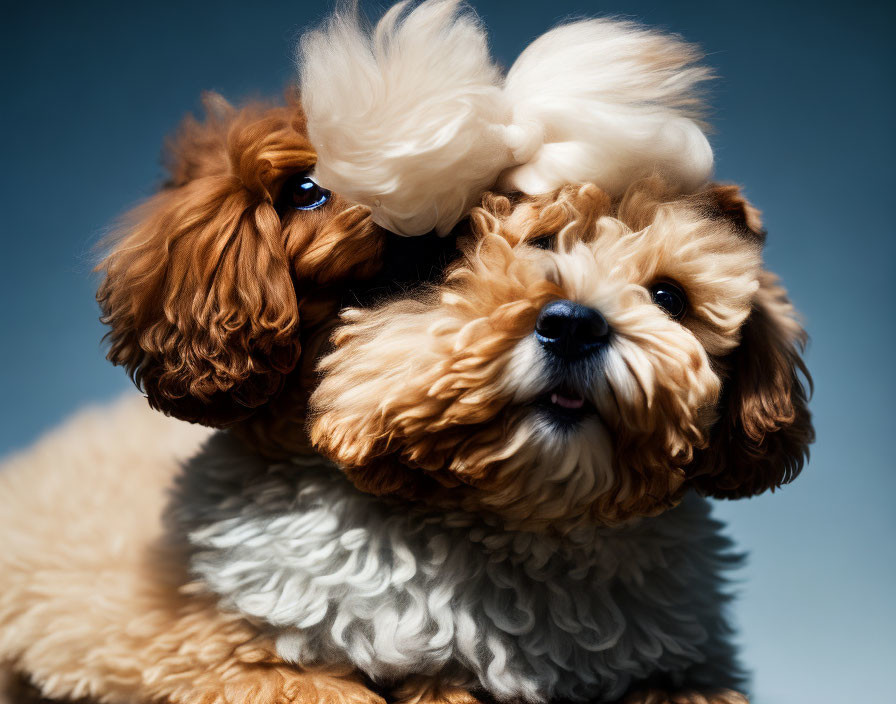 Fluffy dogs cuddling with paw on head, shiny coats, blue background