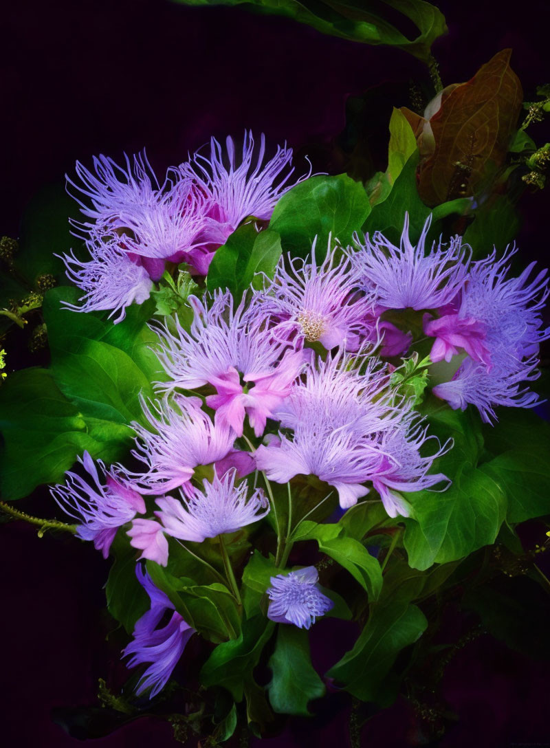 Colorful Pink and Purple Fringed Flowers on Dark Background