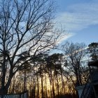 Winter forest scene with birch and pine trees under golden sunlight