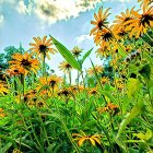 Colorful flowers and greenery under cloudy sky.