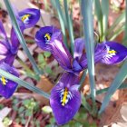 Colorful digital painting of purple flowers with yellow stamens and green leaves.