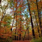 Mystical forest scene with towering trees, fog, autumn leaves, and red flowers