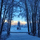 Snow-covered pine trees surround cozy winter cottage at night with warm lights and figures in snowy scene