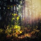 Ethereal forest scene with sunlight, green moss, trees, stream, red foliage