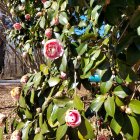 Pink Roses Blooming on Lush Rosebush in Misty Garden