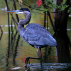 Detailed painting of a great blue heron in serene wetland setting