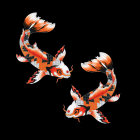 Ornate, vibrant koi fish swimming gracefully in black background