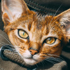 Colorful Cat Face Artwork with Hypnotic Eyes and Intricate Mandala Background