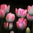 Cluster of Glowing Pink and Violet Flowers on Dark Background