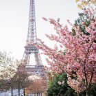 Eiffel Tower illustration with pink blooming trees and birds.