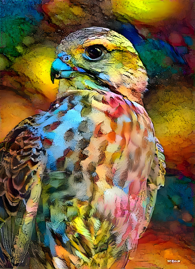 Autumn Hawk