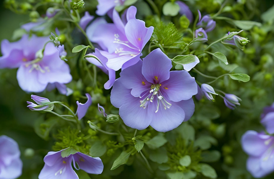 Purple Flowers with Visible Stamens and Fresh Green Leaves in Full Bloom