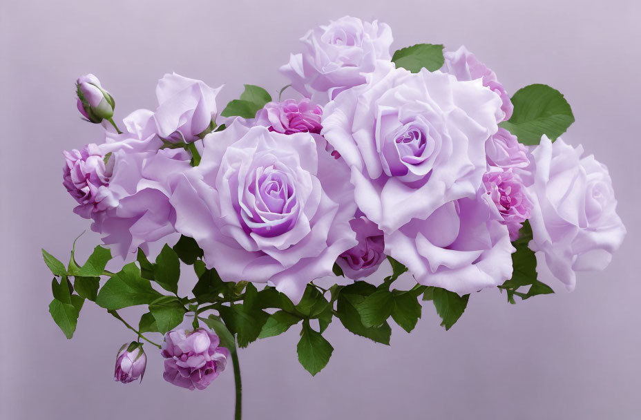 Lilac Roses Bouquet on Pale Purple Background