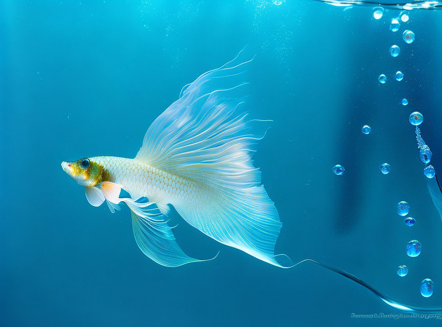 White betta fish with flowing fins swimming elegantly underwater with bubbles on blue backdrop