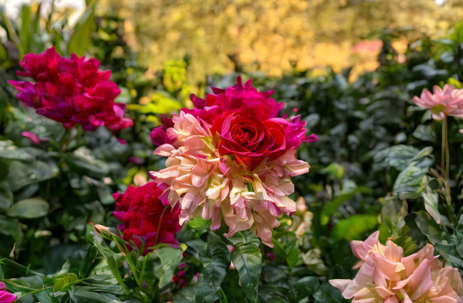 Colorful Rose Garden Blooming Against Green Foliage