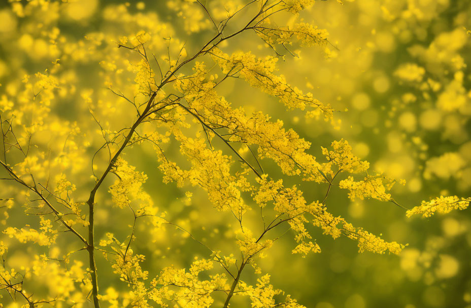 Delicate Yellow Flowers on Branches in Springtime Scene