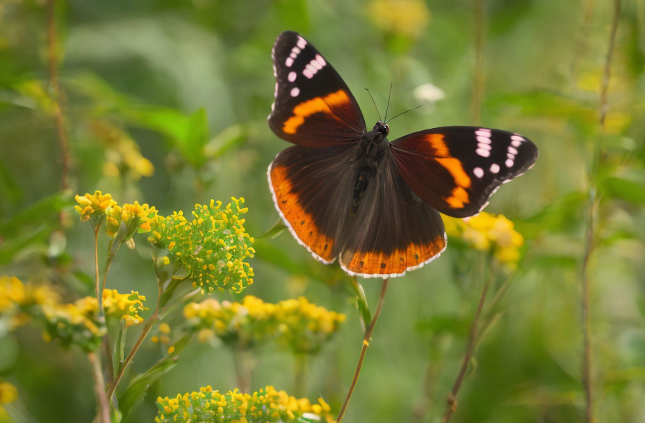Colorful Butterfly Resting on Yellow Flowers with Green Background