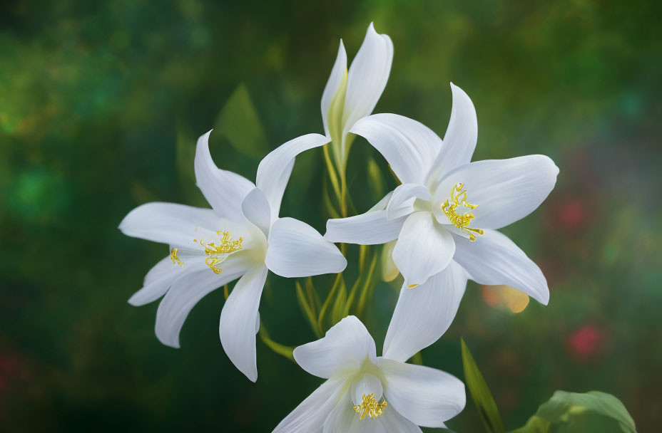 White lilies with yellow stamens on soft green backdrop.
