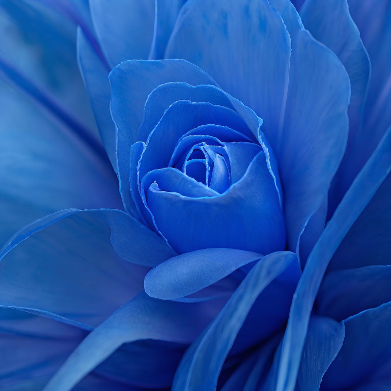 Close-Up of Stunning Blue Rose Petals in Soft Lighting