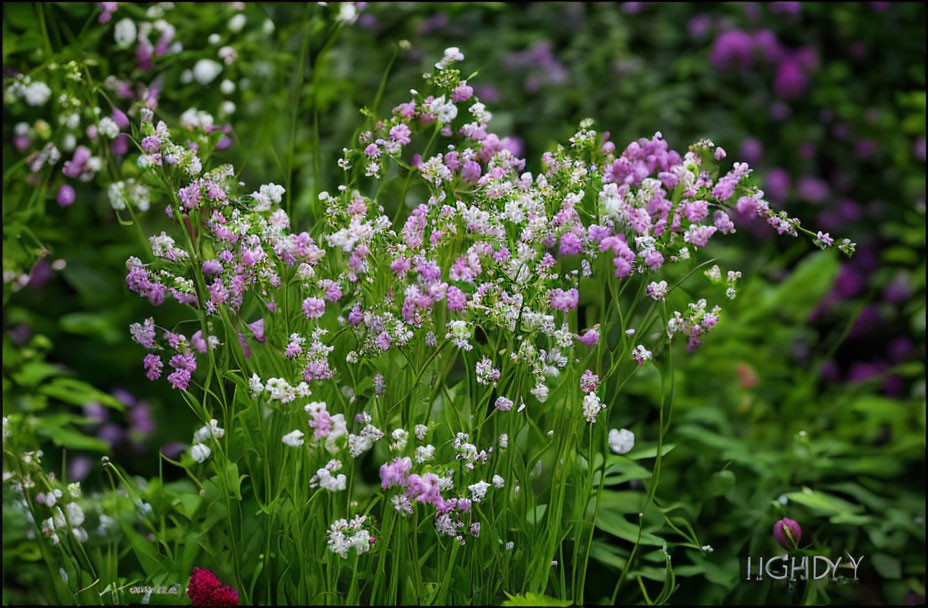 Lush Garden with Pink and White Flowers