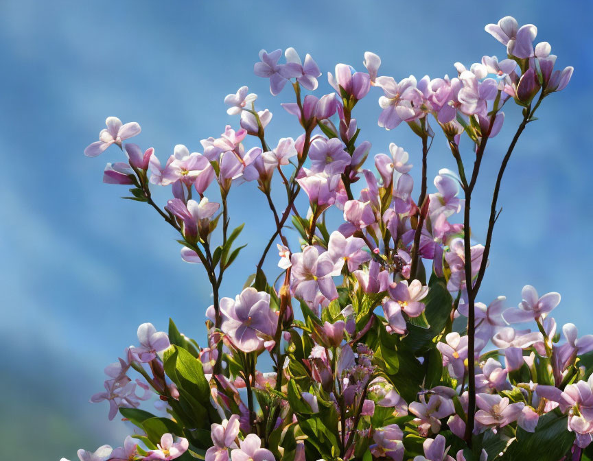 Beautiful Light Purple Flowers Blooming in Blue Sky