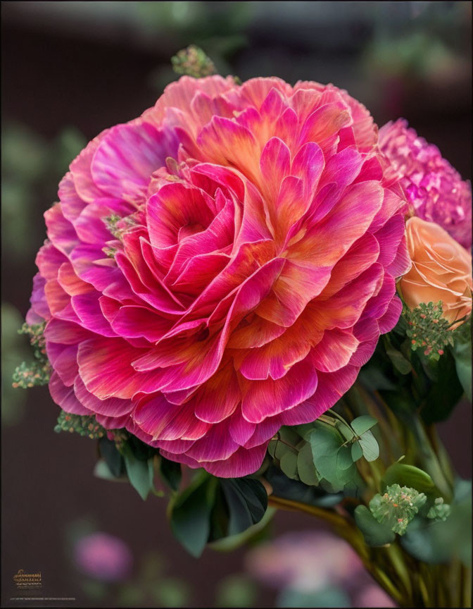 Pink and Orange Ranunculus Flower with Layered Petals on Greenery Background