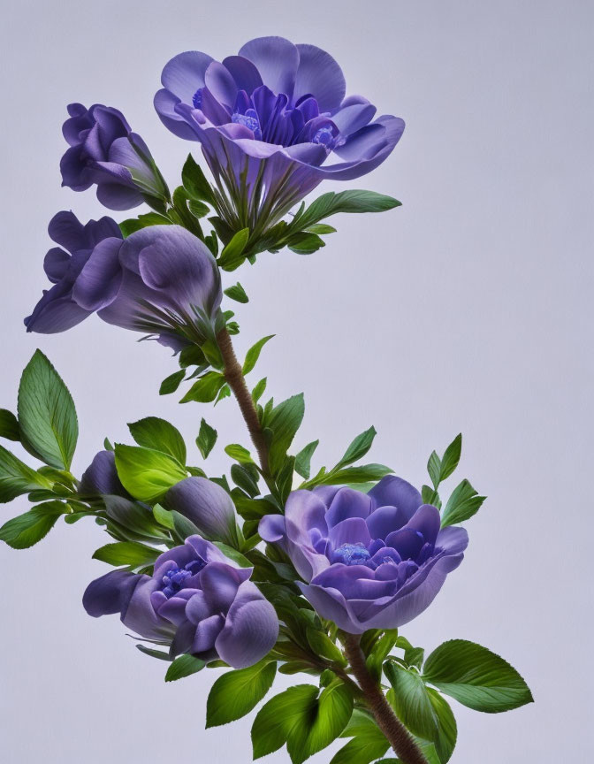Cluster of Vibrant Purple Flowers with Green Leaves on Pale Background