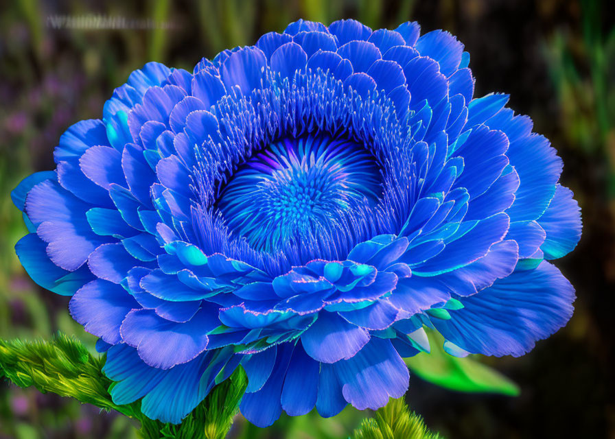 Detailed Blue Flower with Overlapping Petals on Green Background