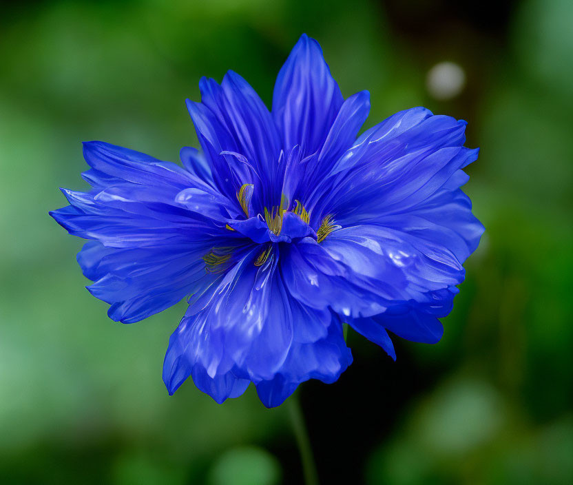 Bright blue flower with yellow stamens on green backdrop