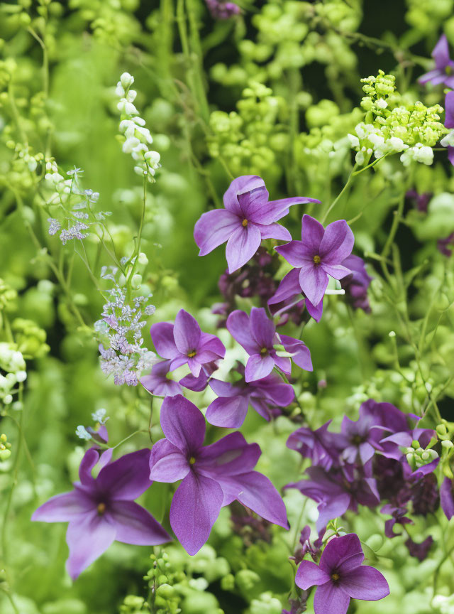 Vibrant Purple Five-Petal Flowers Among Green Foliage