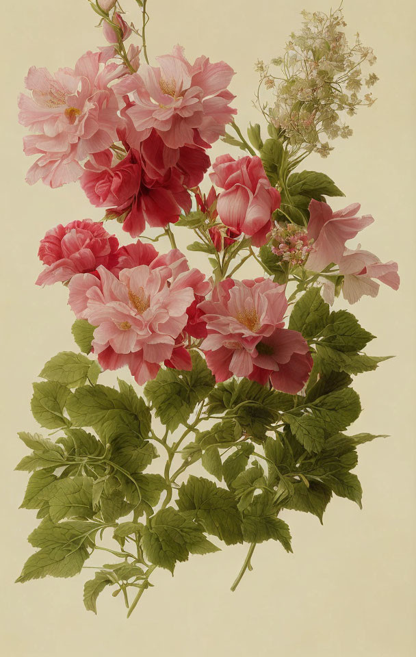 Detailed botanical illustration of pink hibiscus flowers and green leaves on pale backdrop