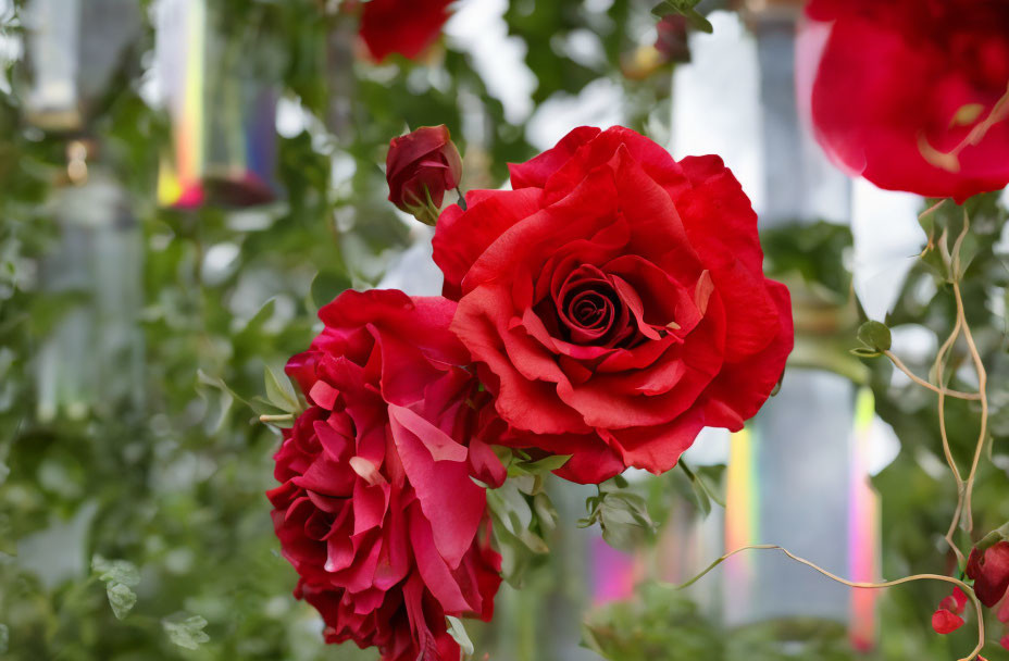 Bright red roses in bloom against blurred greenery and colorful decorations.