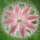 Pink flower with intricate petals in translucent geometric bubbles on green background