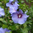 Purple Flowers with Visible Stamens and Fresh Green Leaves in Full Bloom