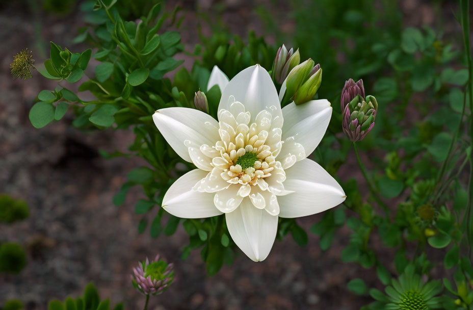 White Flower with Layers of Petals and Yellow Stamens in Green Foliage