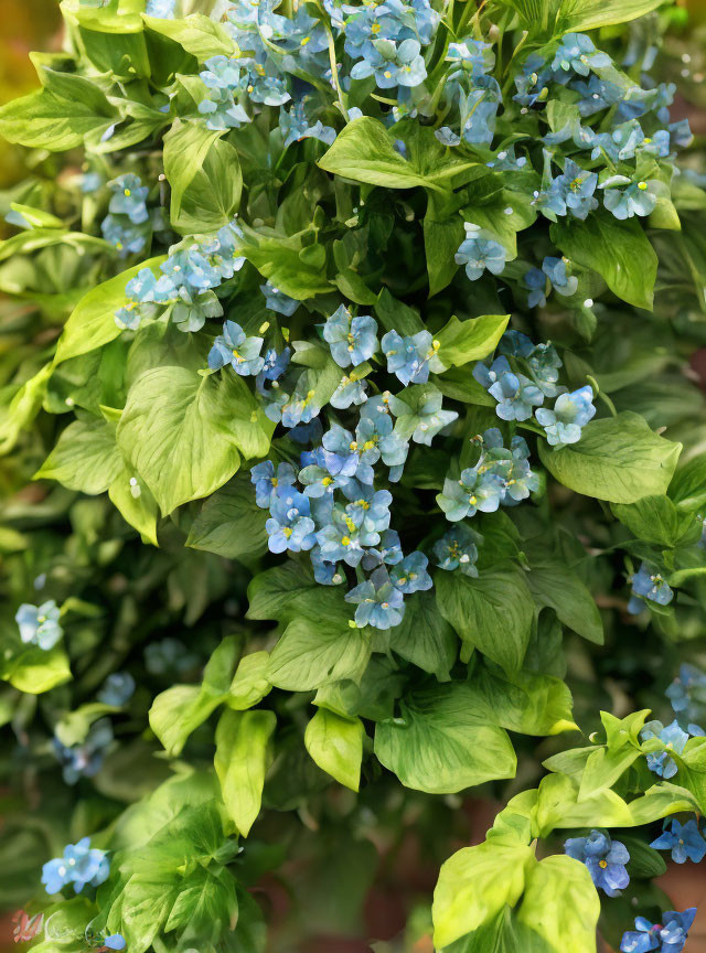 Vibrant green leaves with delicate blue flowers in bloom