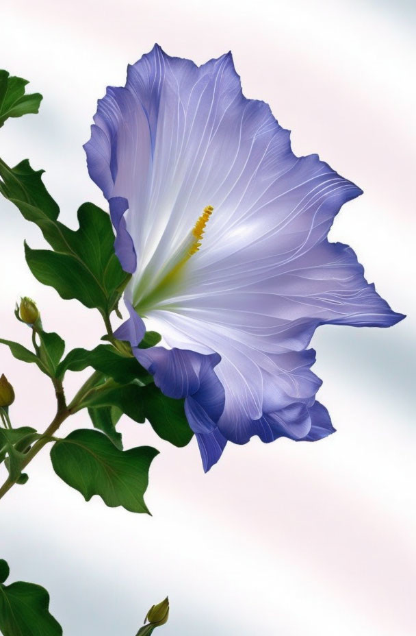 Blue Morning Glory Flower in Full Bloom with Yellow Center against Soft Background