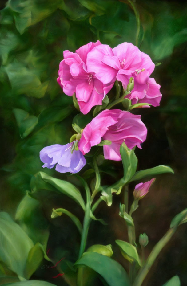 Colorful cluster of pink and purple phlox flowers on green foliage backdrop