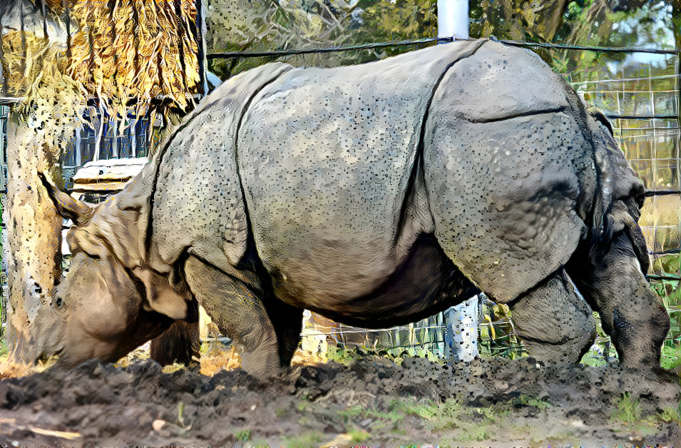 A Rhinoceros 