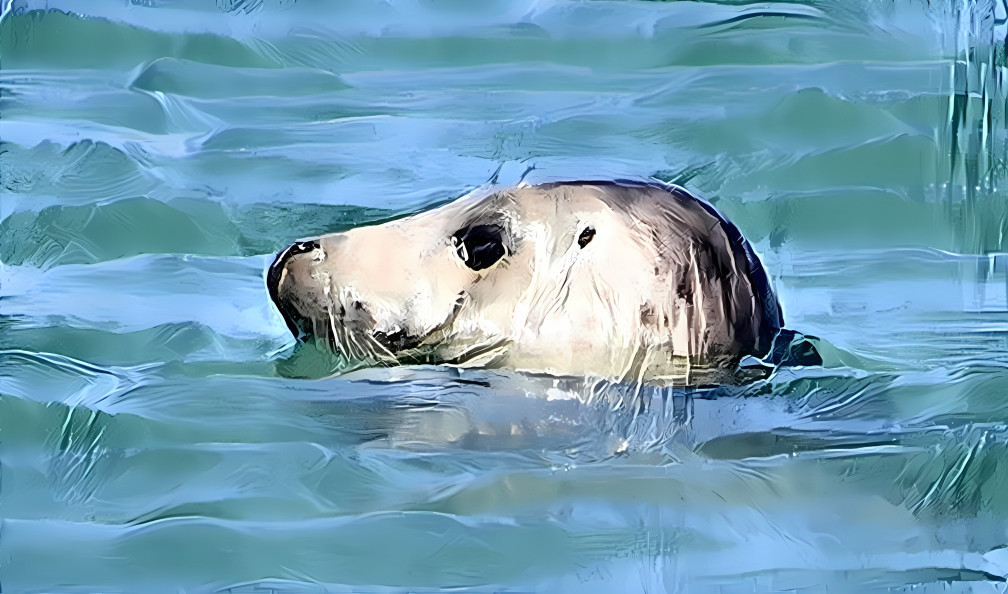 Grey Seal