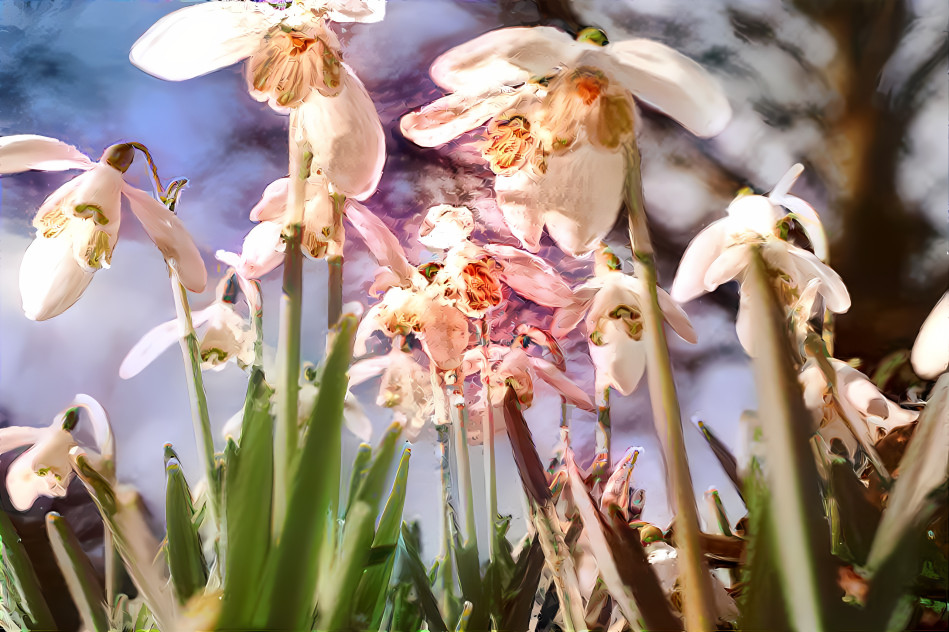 Spring Snowdrops