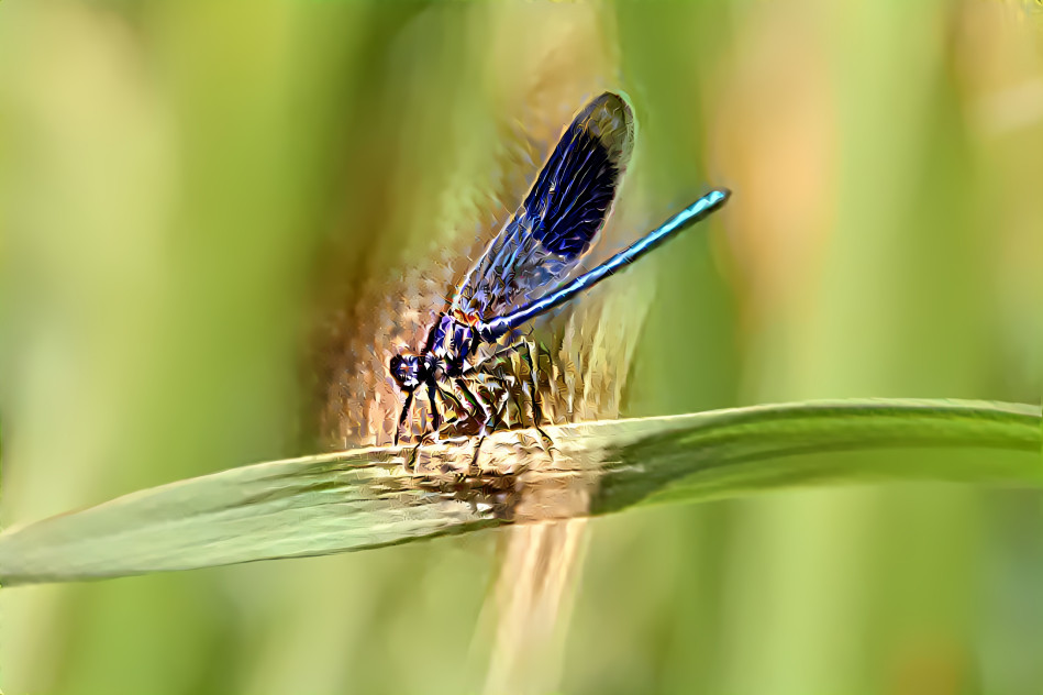 Banded demoiselle (Calopteryx splendens)