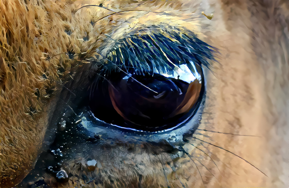 Deer eye close up