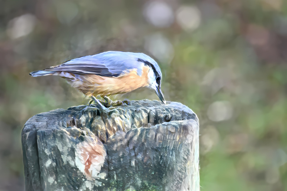 Nuthatch