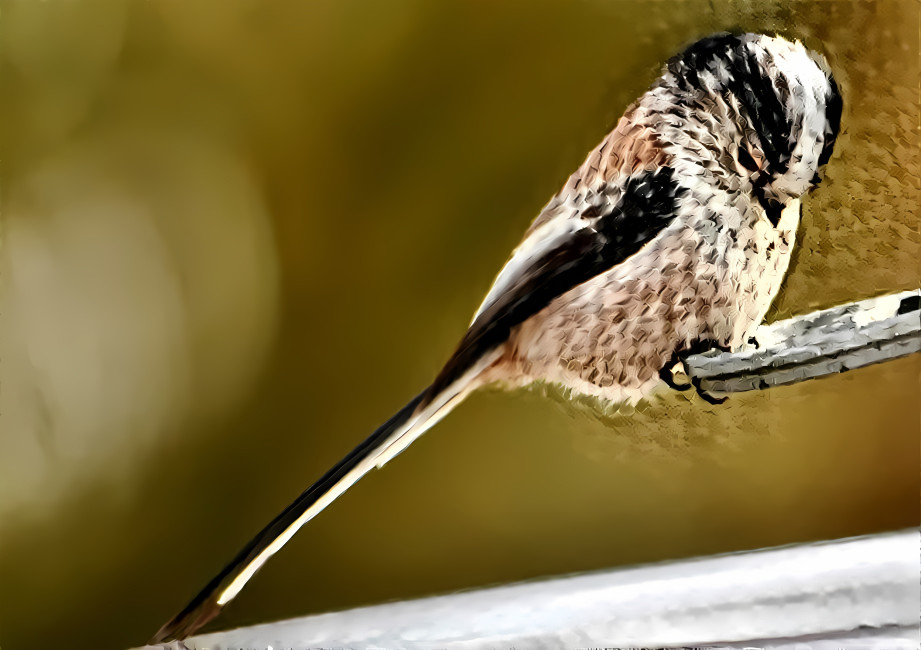 Long Tailed Tit